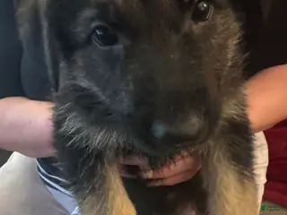German Shepherd dogs German Shepherd 2 - Ad 28