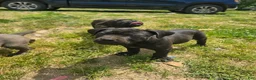 Cane Corso dogs for sale: Blue - Ad 3