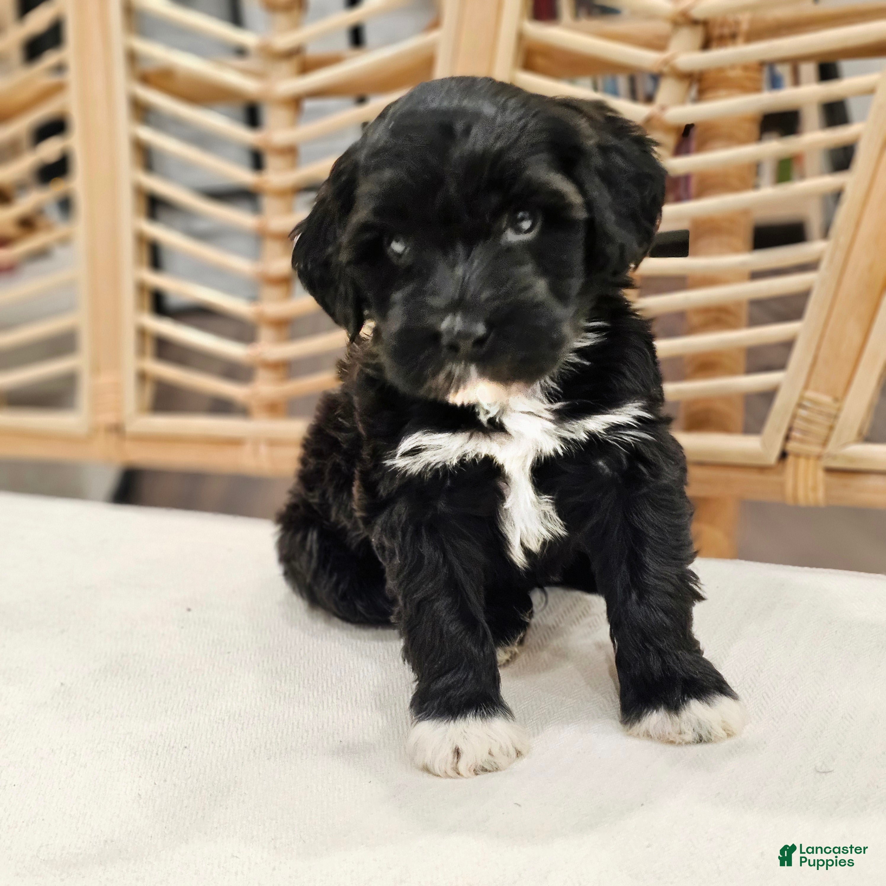 Portuguese Water Dog dogs Skye B. 🩶 - Ad 2