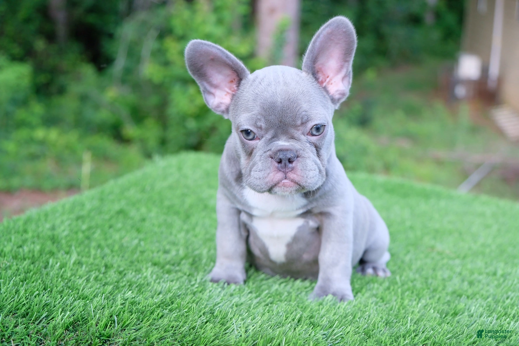 French Bulldog dogs French Bulldog 2 - Ad 1