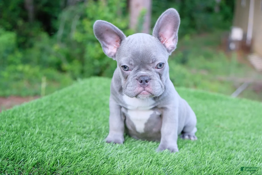 French Bulldog dogs for sale: French Bulldog 2 - Ad 1
