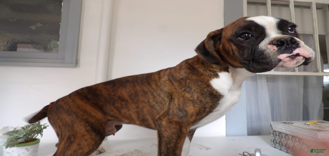 Gallery Image {{count}}