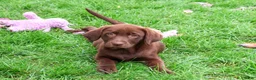 Labrador Retriever dogs for sale: Mirabel - Ad 3