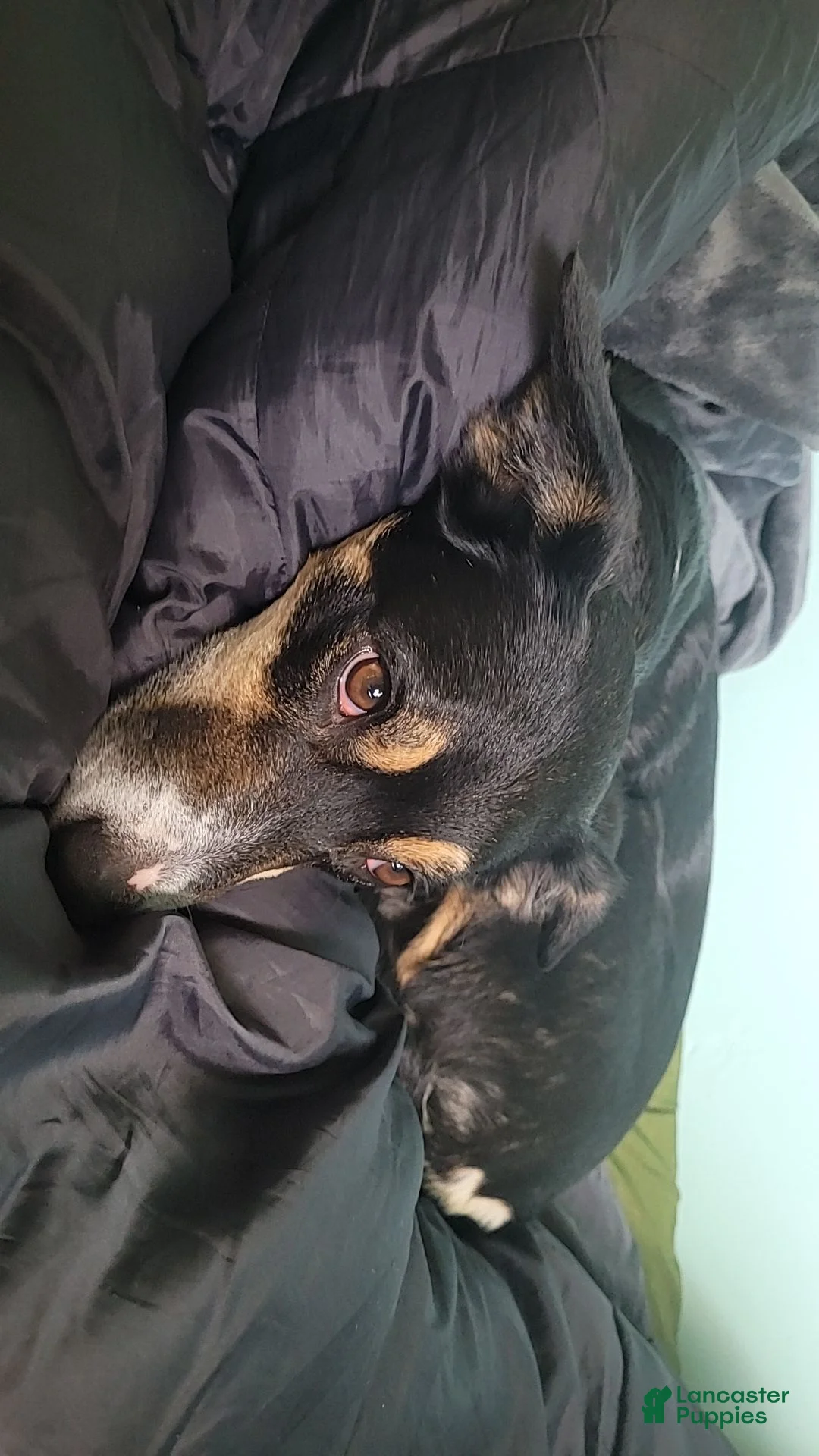 Border Collie dogs for sale: Mona - Ad 4