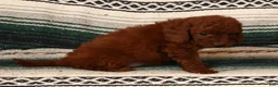 Mini Goldendoodle dogs for sale: Molly - Ad 7