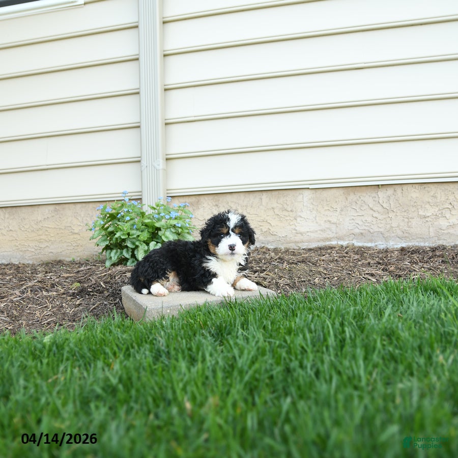 Bernedoodle dogs Gunner - Ad 2
