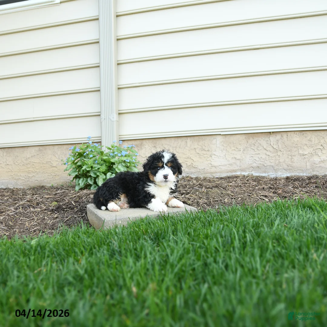 Bernedoodle dogs for sale: Gunner - Ad 2