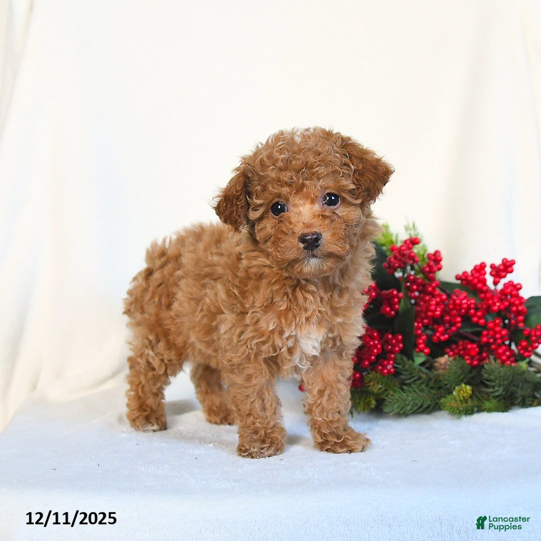 Toy Poodle dogs for sale: Vanilla - Ad 2