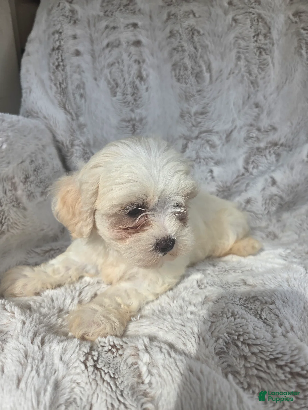 Mixed Breed dogs for sale: Jane - Ad 2