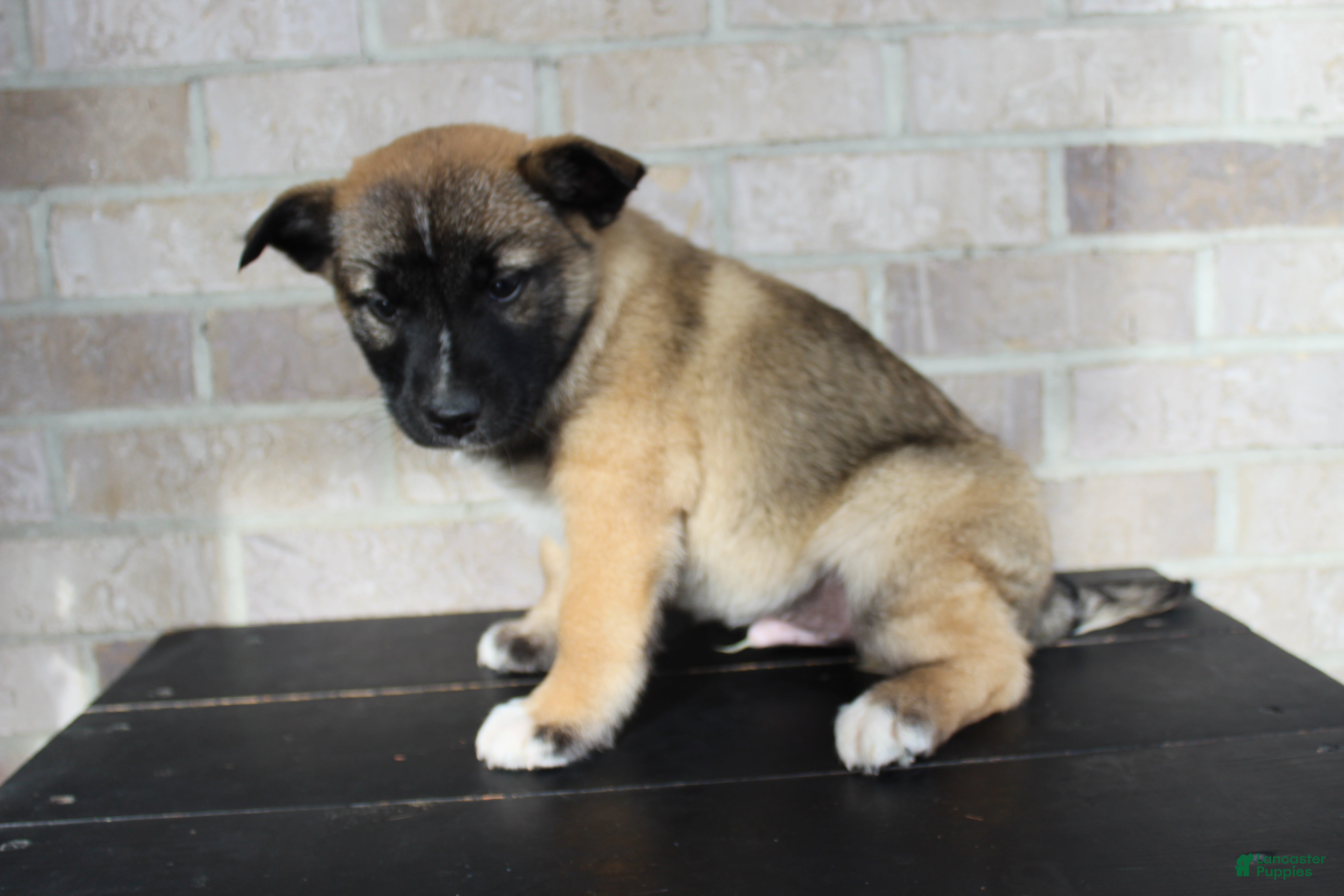Mixed Breed dogs Sarge - Ad 2