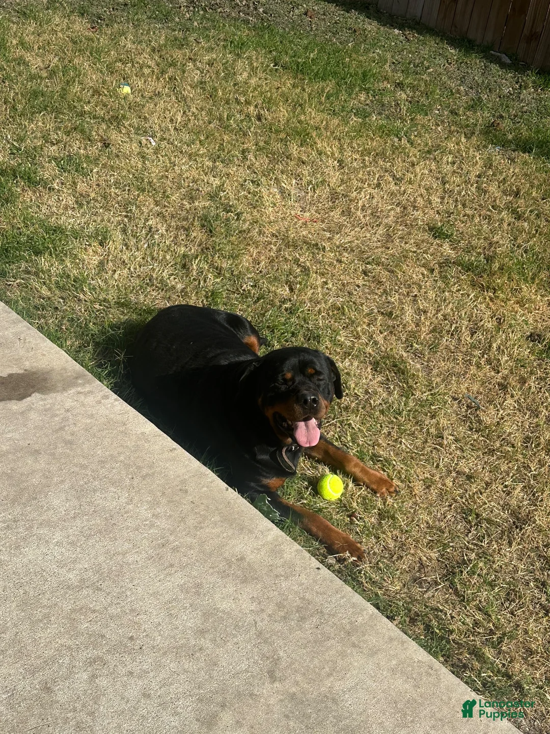 Rottweiler dogs for sale: Rottweiler 1 - Ad 7