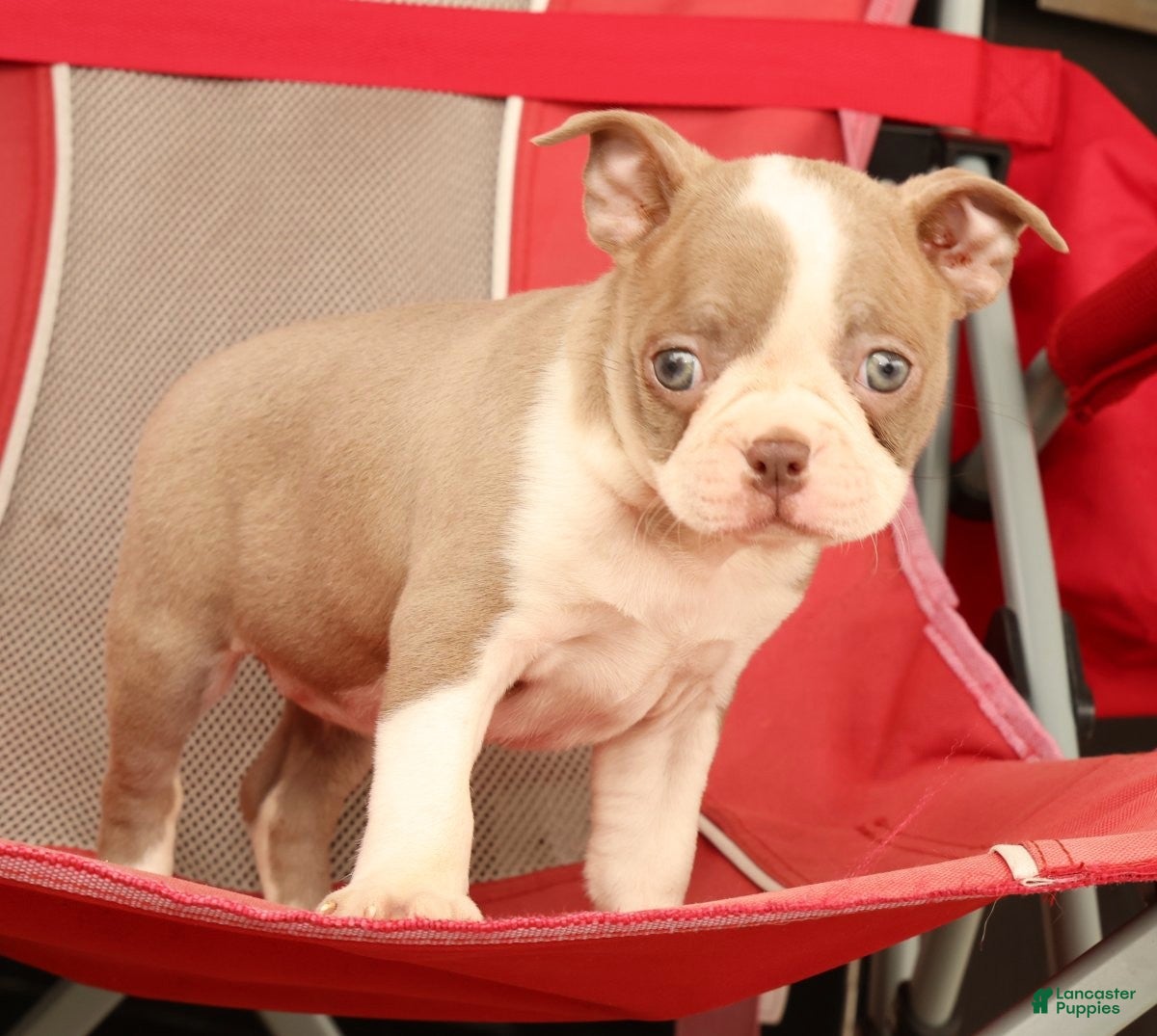 Boston Terrier dogs for sale: Callie - Ad 8