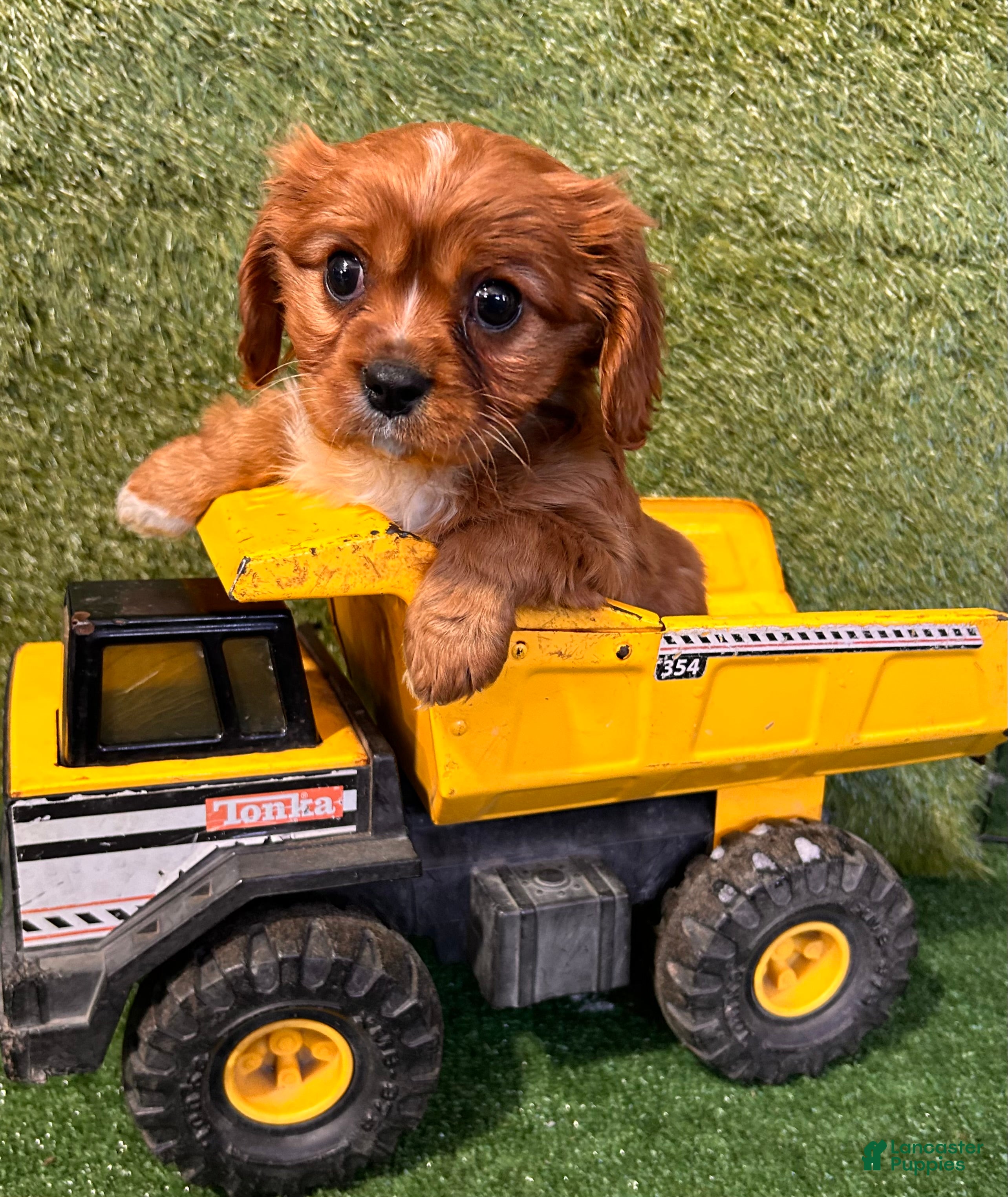 Cavalier King Charles Spaniel dogs Wrigley - Ad 20