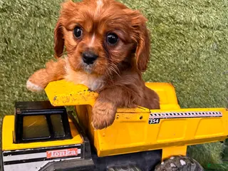 Cavalier King Charles Spaniel dogs Wrigley - Ad 40