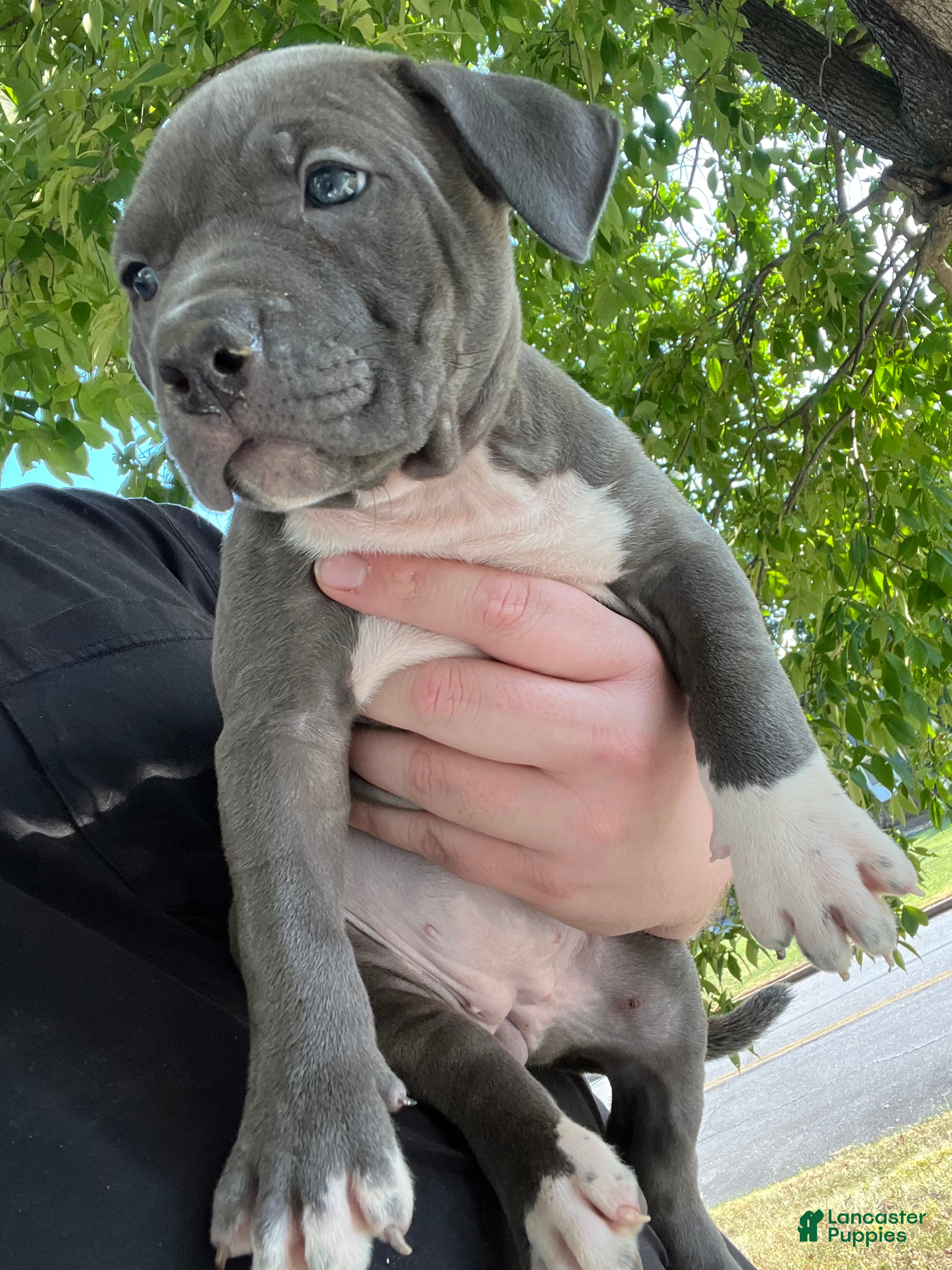 American Bully dogs American Bully 1 - Ad 38