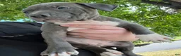 American Bully dogs for sale: American Bully 1 - Ad 1