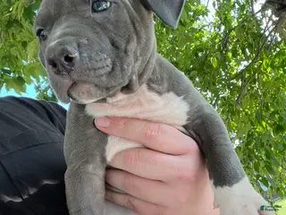 American Bully dogs American Bully 1 - Ad 32