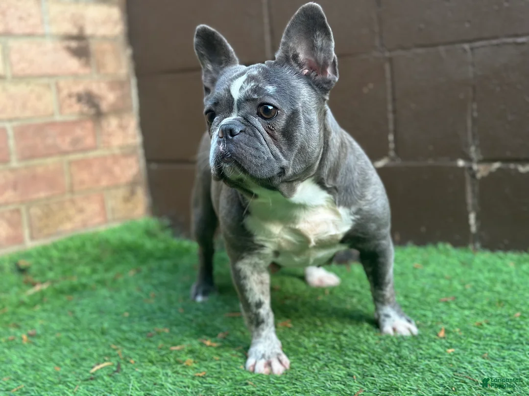 French Bulldog dogs for sale: Saint - Ad 5