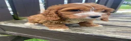 Cockapoo dogs for sale: Layla - Ad 6