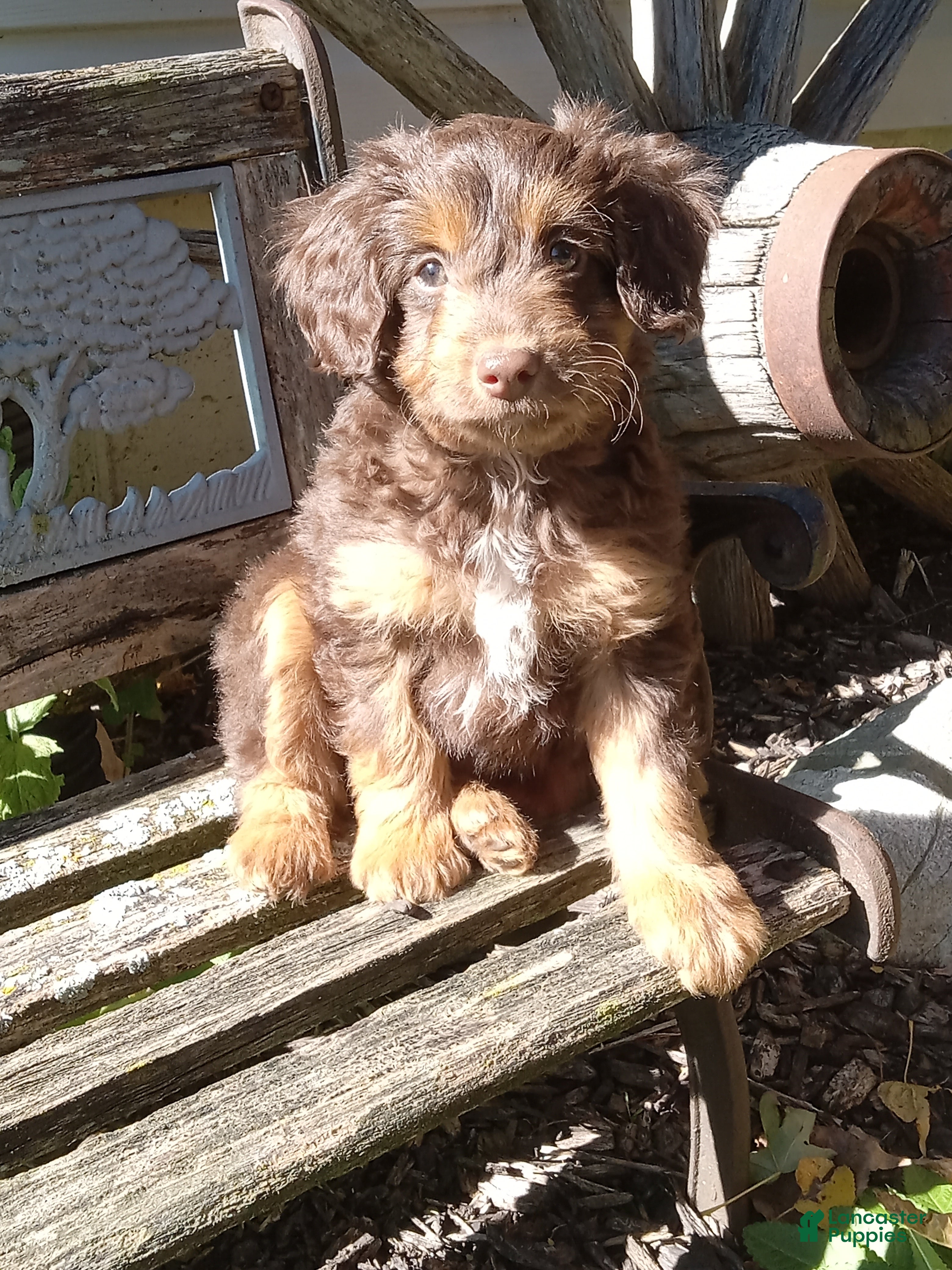 Mini Aussiedoodle dogs for sale: Ian - Ad 1