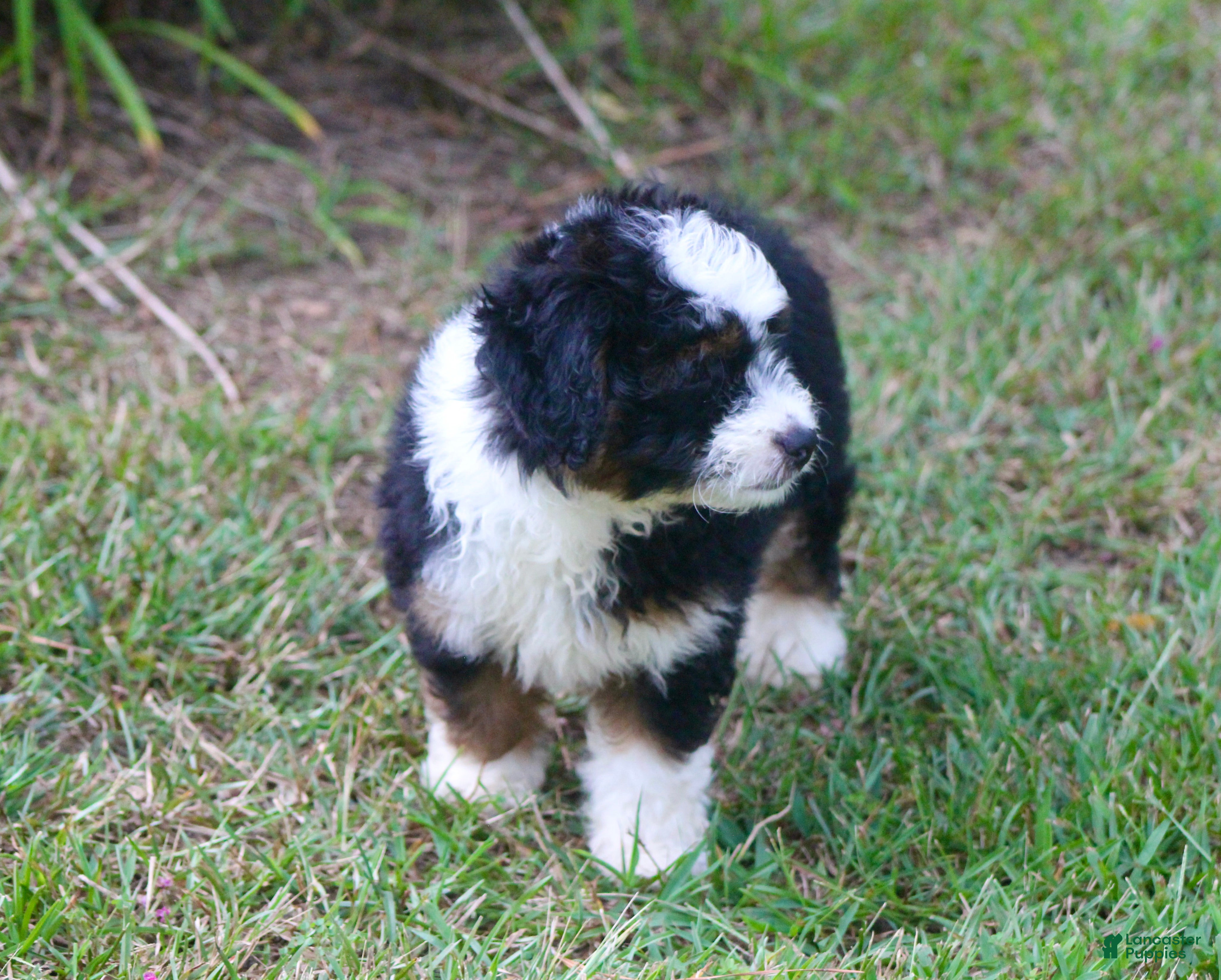 Aussiedoodle dogs Kadin - Ad 2