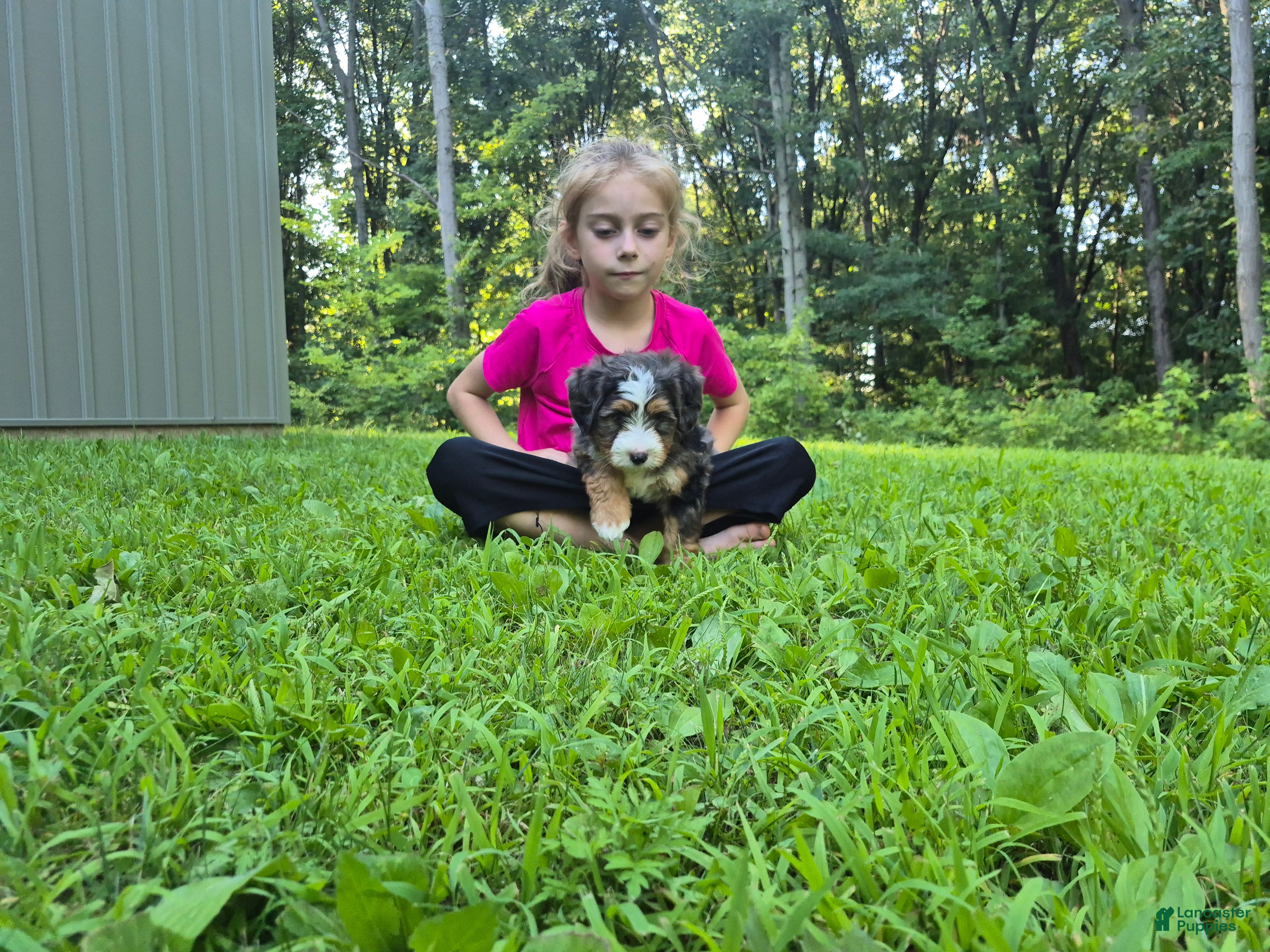 Bernedoodle dogs Millie - Ad 1