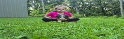 Bernedoodle dogs for sale: Millie - Ad 1