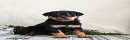Rottweiler dogs for sale: Granger - Ad 4