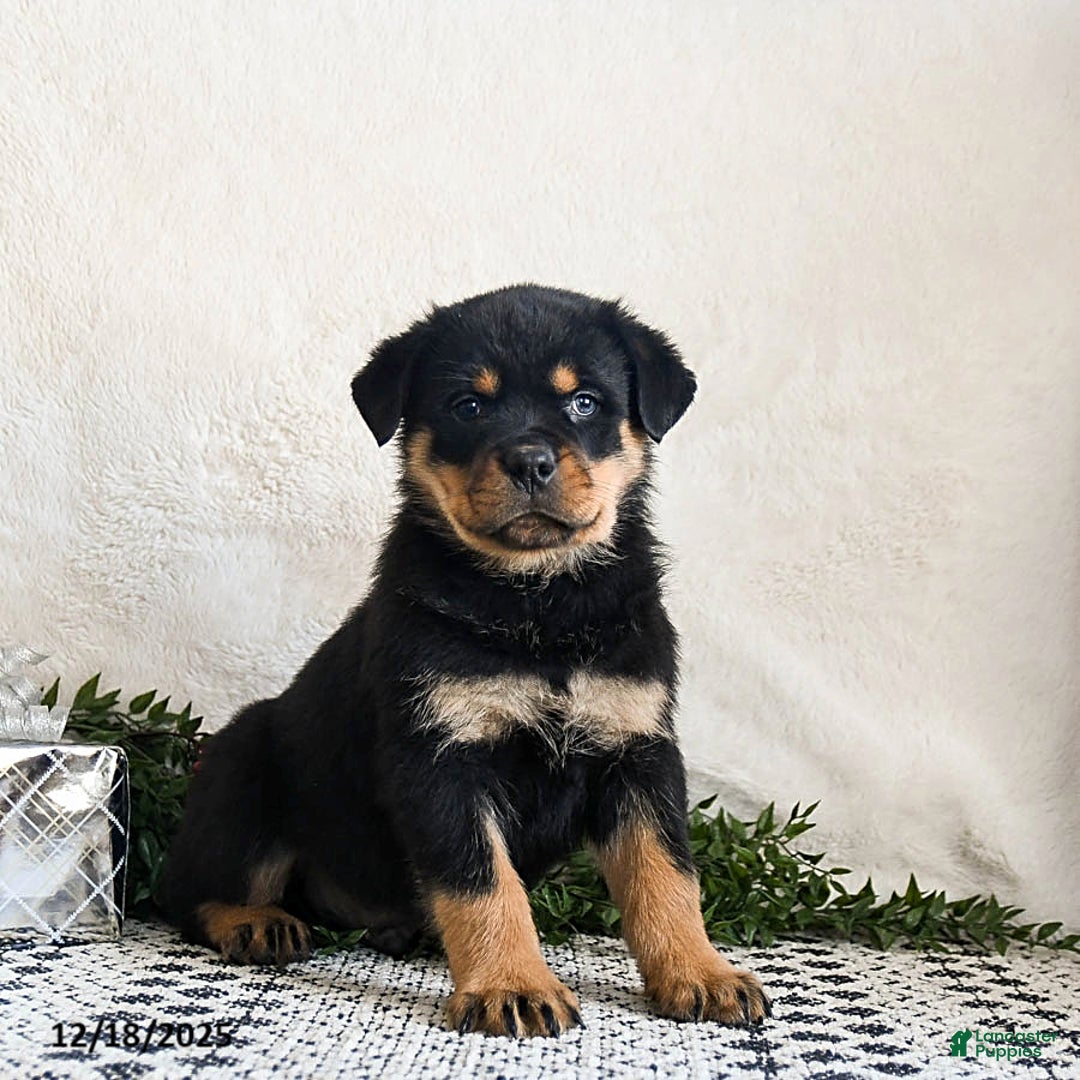 Rottweiler dogs for sale: Granger - Ad 4