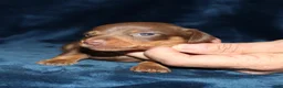 Miniature Dachshund dogs for sale:  Kaydon - Ad 5