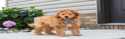 Mini Goldendoodle dogs for sale: Chase - Ad 3