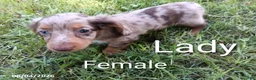 Miniature Dachshund dogs for sale: Lady - Ad 1