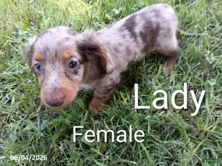 Miniature Dachshund dogs Lady - Ad 2