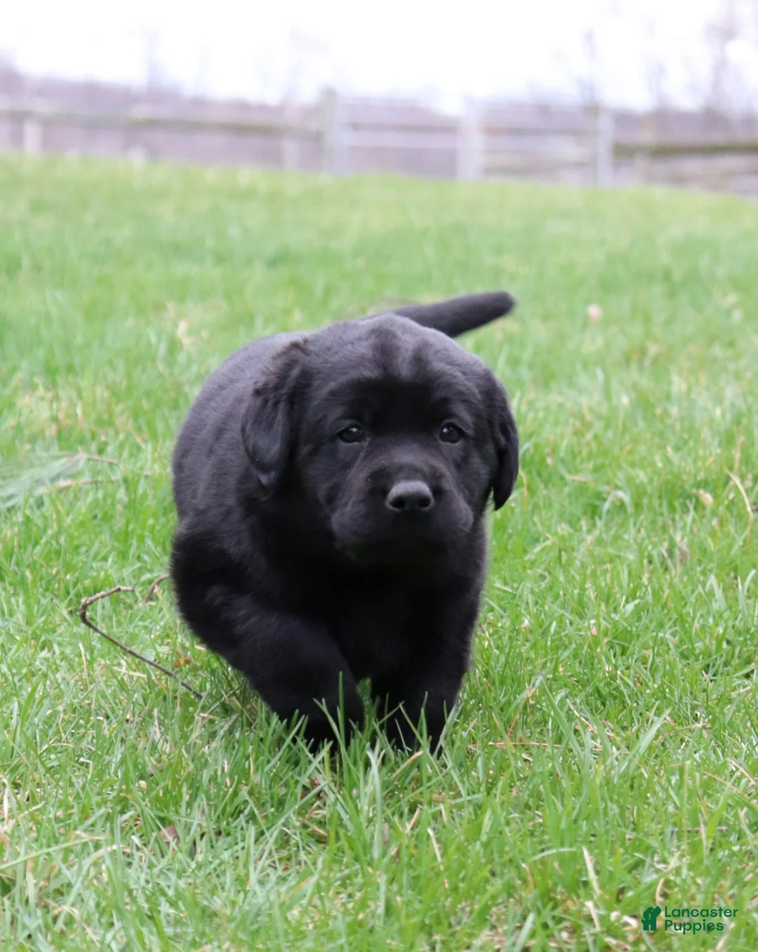Labrador Retriever dogs for sale: Daisy - Ad 2