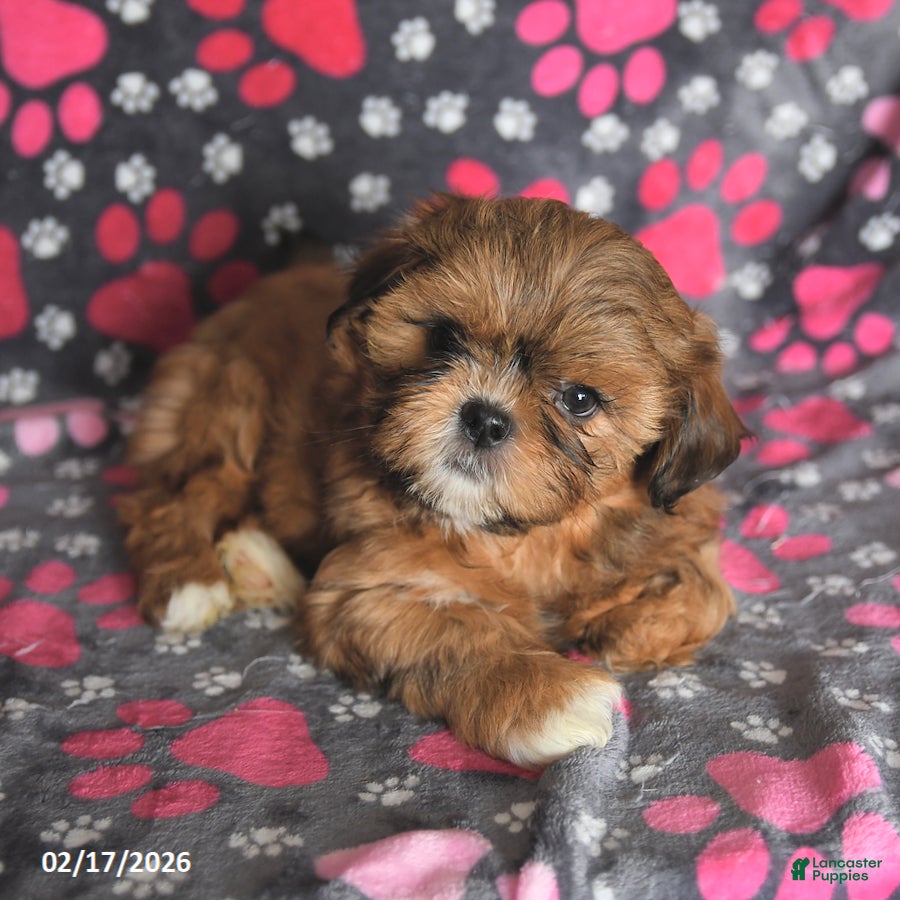 Shih Tzu dogs Tango Special Needs - Ad 1