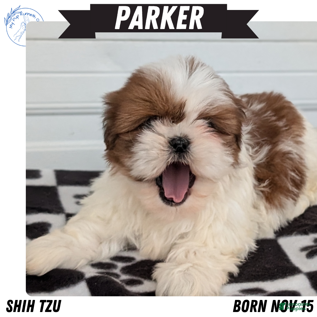 Shih Tzu dogs Parker - Ad 4