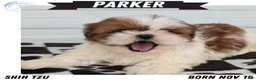 Shih Tzu dogs for sale: Parker - Ad 1