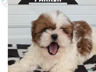 Shih Tzu dogs Parker - Ad 4