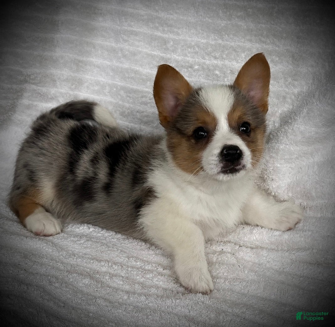 Welsh Corgi Pembroke dogs Barb - Ad 1