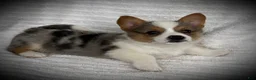 Welsh Corgi Pembroke dogs for sale: Barb - Ad 1