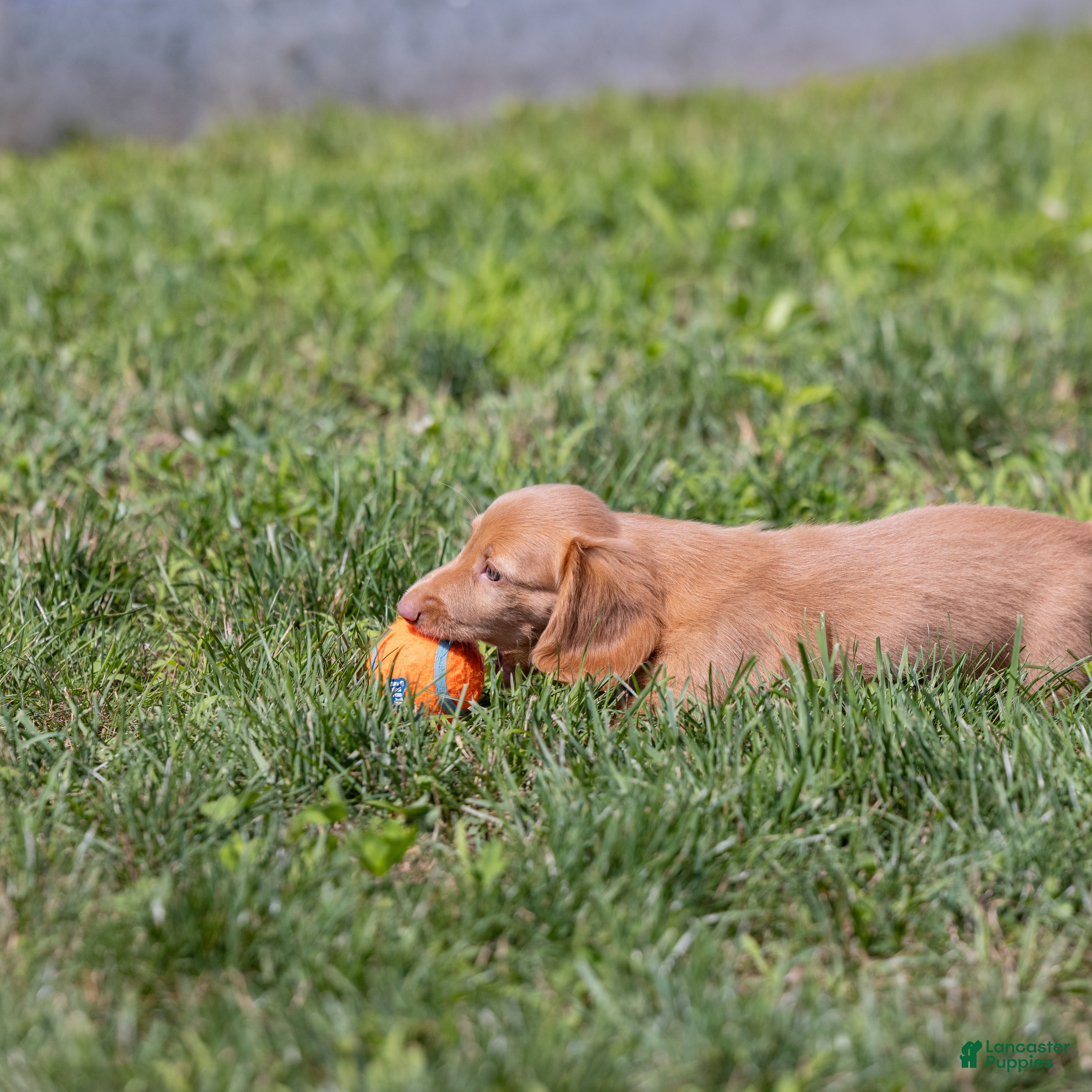 Miniature Dachshund dogs Peanut - Ad 2