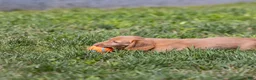 Miniature Dachshund dogs for sale: Peanut - Ad 2