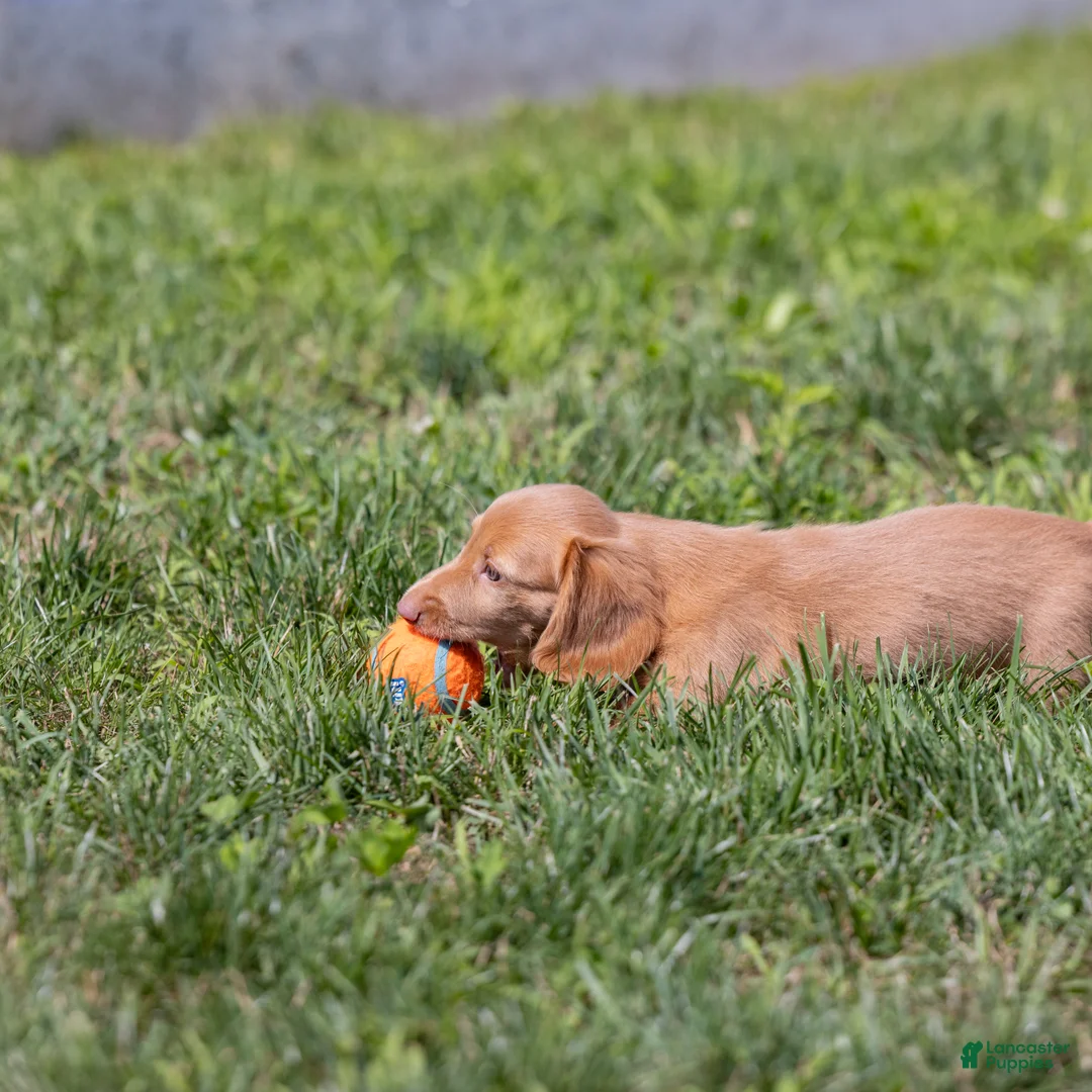 Miniature Dachshund dogs for sale: Peanut - Ad 2