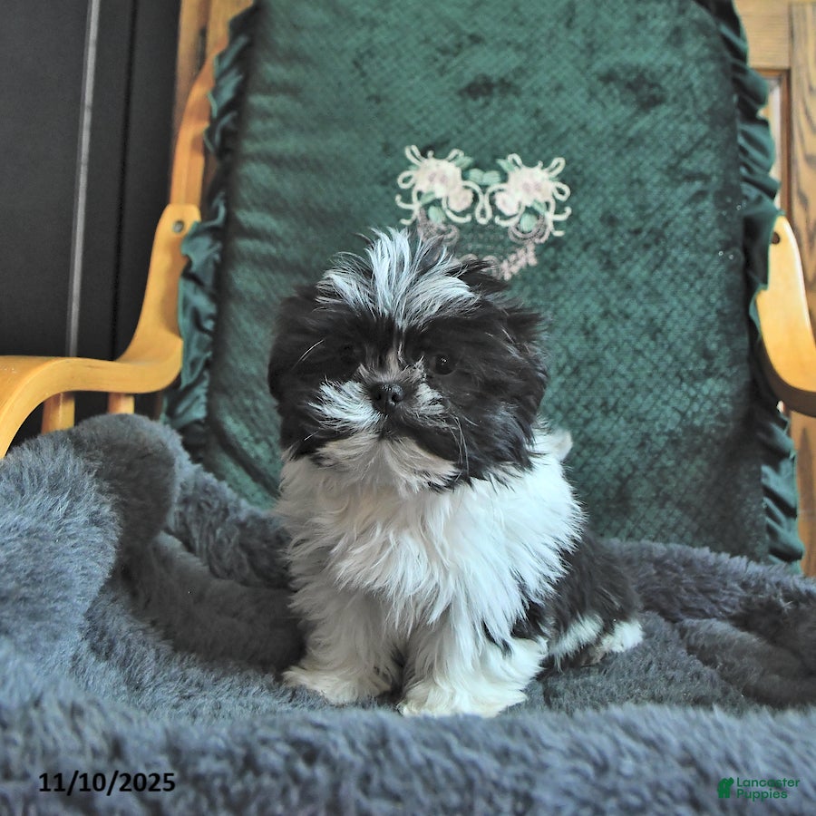 Shih Tzu dogs Calab - Ad 32