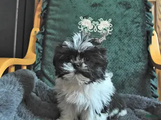 Shih Tzu dogs Calab - Ad 27