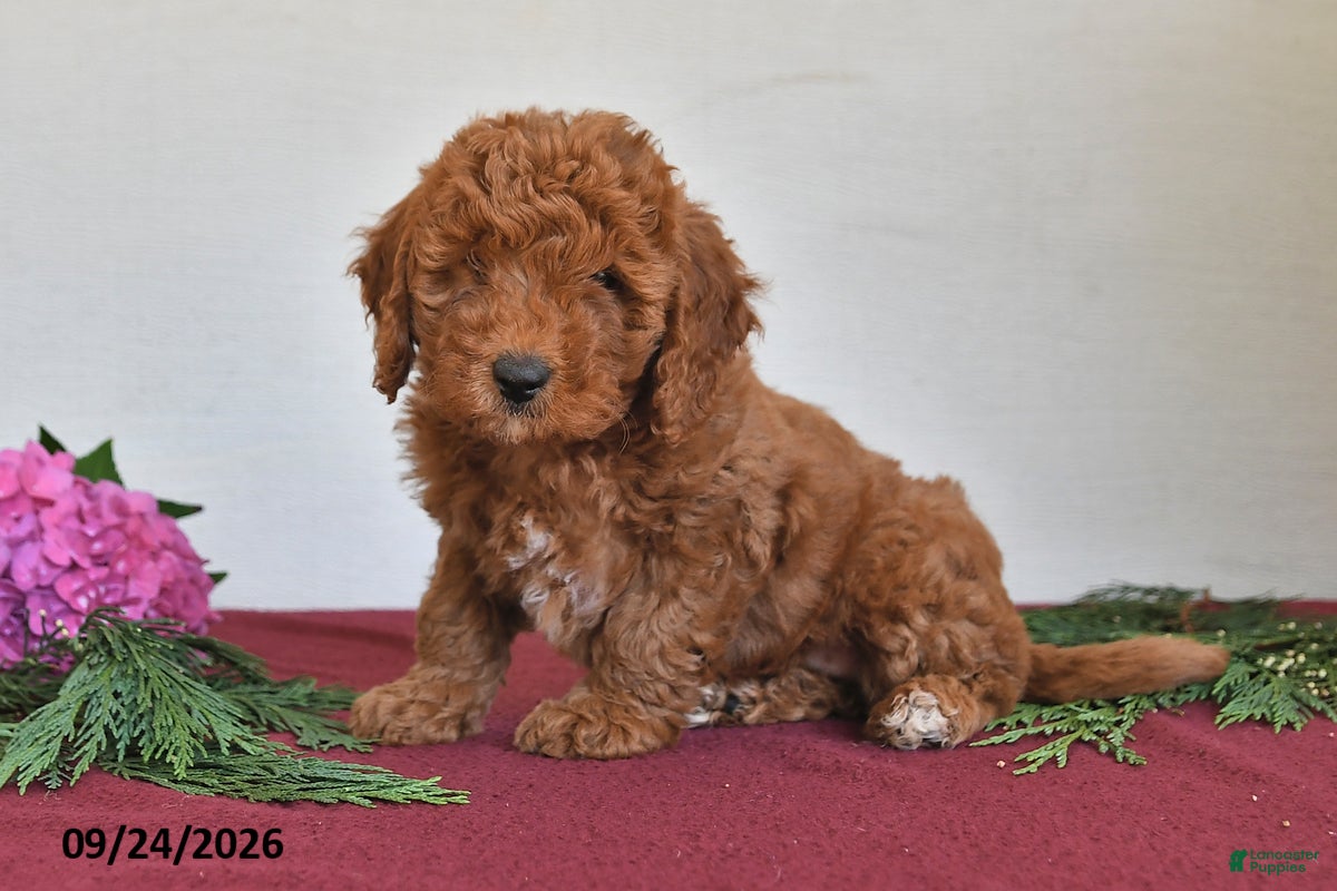 Mini Goldendoodle dogs Mindy - Ad 1
