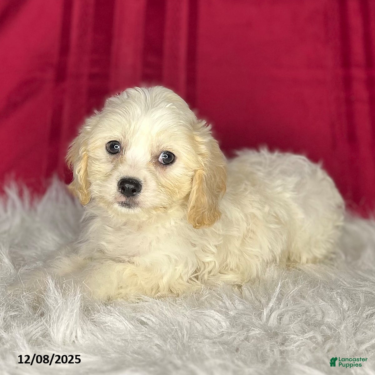Cavachon dogs Rudolph - Ad 18
