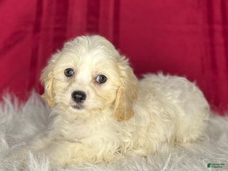 Cavachon dogs Rudolph - Ad 7