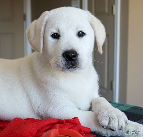 Labrador Retriever dogs Maverick - Champ lines - Ad 1