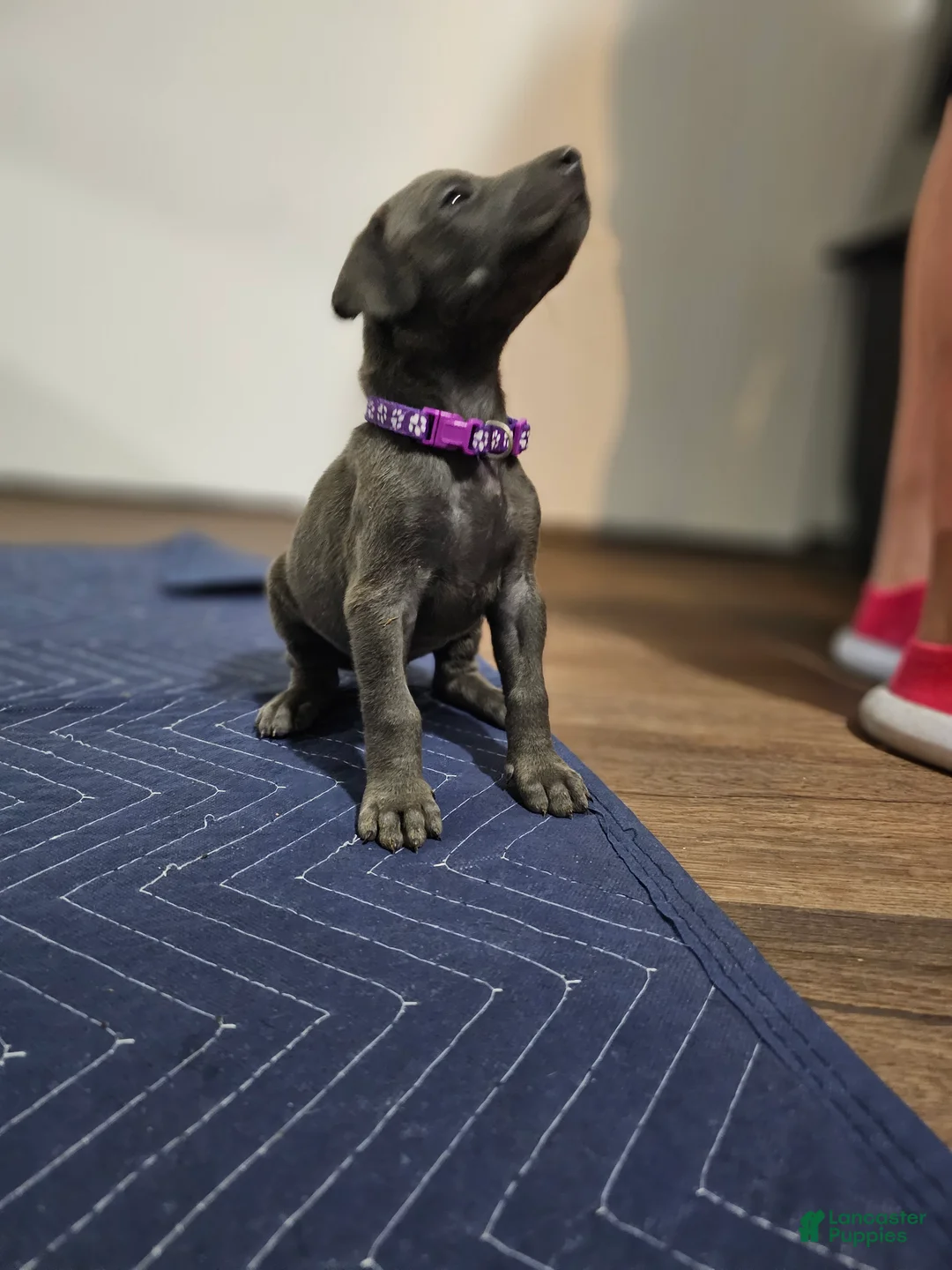 Doberman Pinscher dogs for sale: Doberman Pinscher 6 - Ad 1